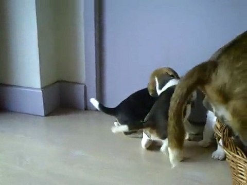 chiots beagles dans l'appartement en pleine découverte !