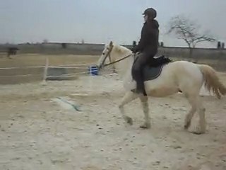 LES PONEYS DE SOPHIE CAM'  TROT ENLEVE 13 03 2010