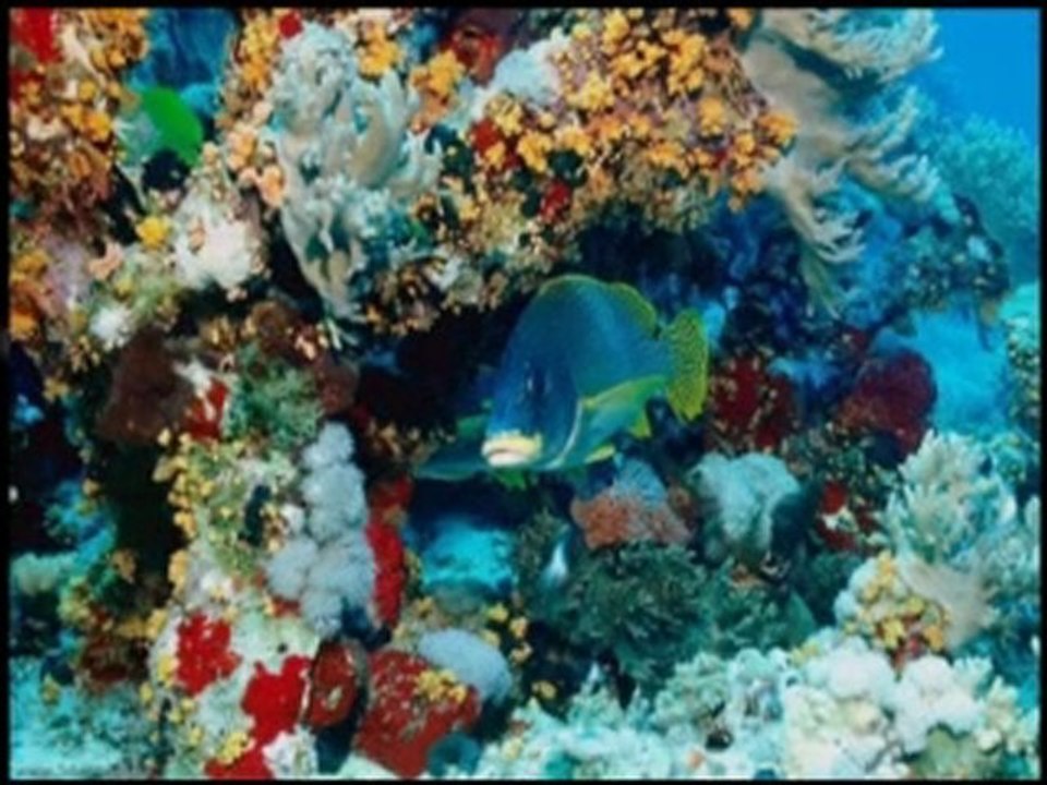 Club Sea Breeze travel deals