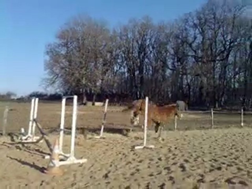 Bob travail sur les saut de puces