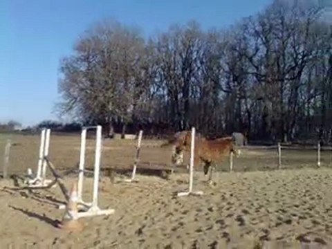 Bob travail sur les saut de puces