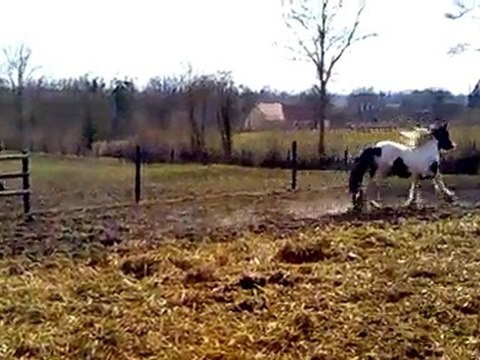 la folie douce des juments irish cob