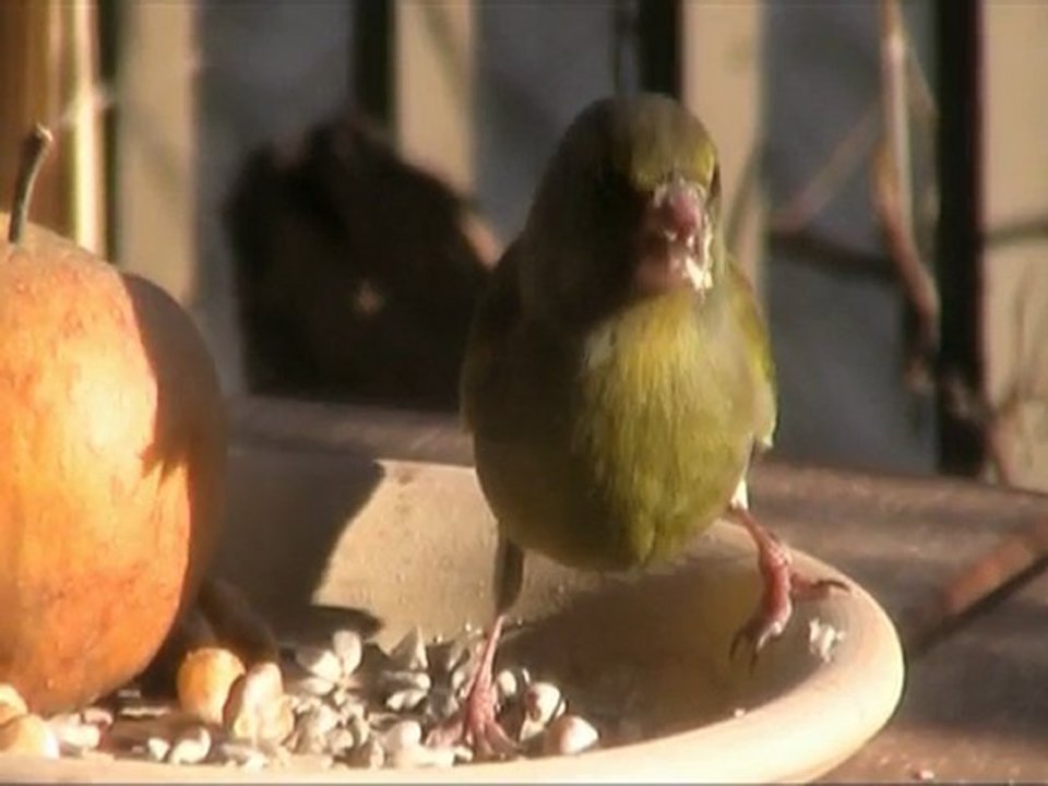 Reservoir Birds