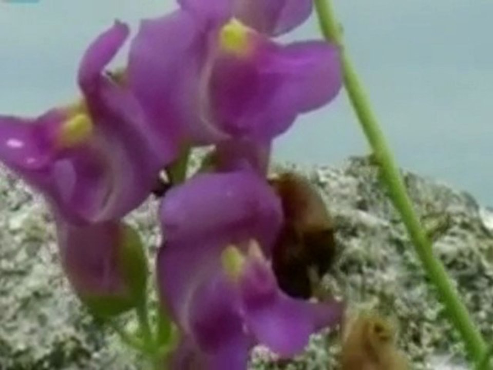 AŞKIN ATALAY.SİNOP BELGESELİ 1.(SİNOP)