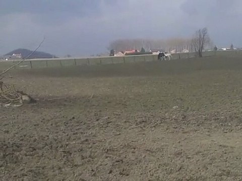 balou et saïda en prairie, frère et soeur