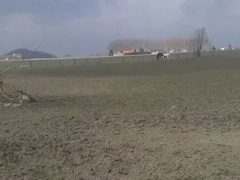 balou et saïda en prairie, frère et soeur