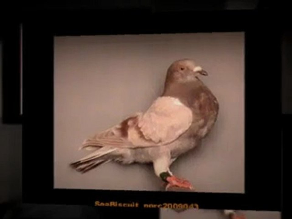 Pigeon Pals Racing Club Daily Results 237