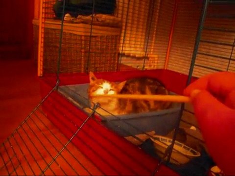 spyke gratouilles à adopter