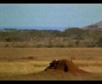 Ceylan sever afrikalı kaplanın ağzından ceylan böğle kurtarı