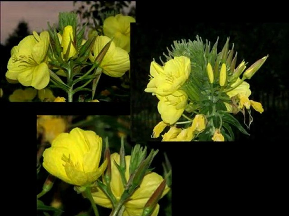 Onagre magique. L'éclosion de la fleur.