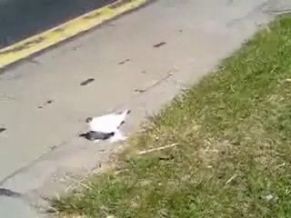 Il piccione con le zampe palmate