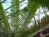BiologyTV - Episode 2 - Adventures in the Hortus