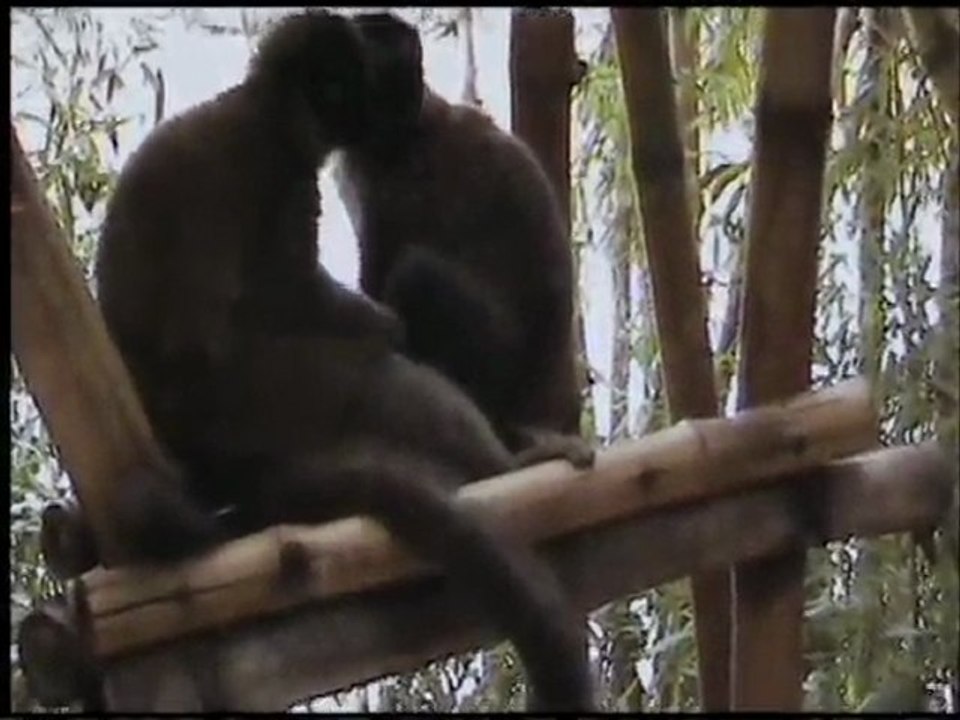 LEMURIENS DE MADAGASCAR