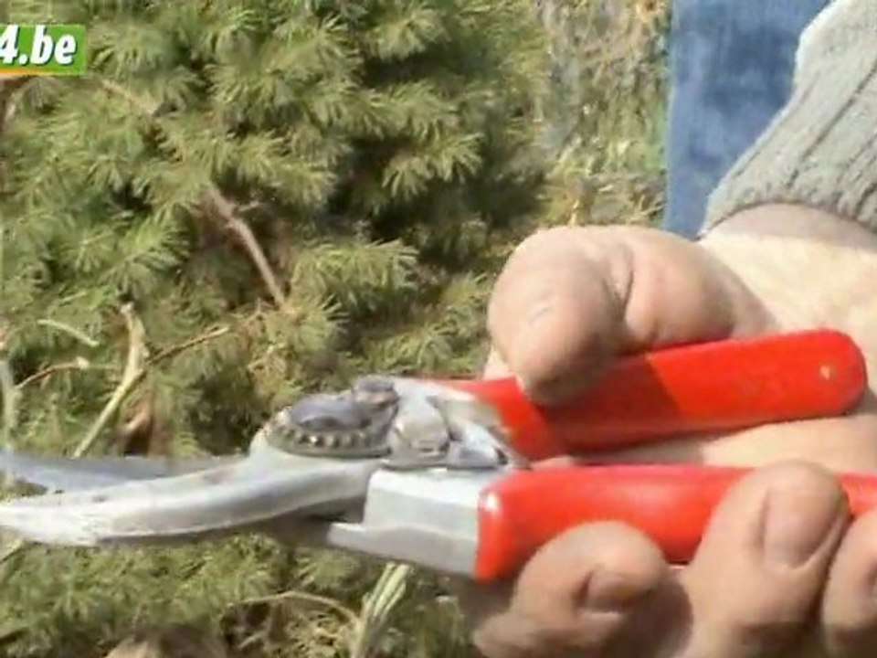 Actu24 - Comment tailler un rosier