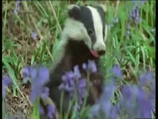 Jona Lewie revu et corrigé