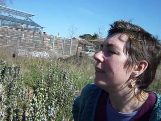 Romarin butiné par les abeilles du Museum de Toulouse 16.03