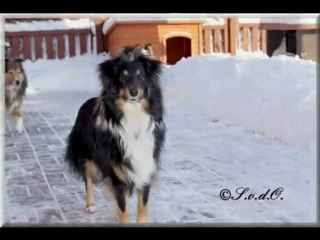 Shelties von der Oberalster 0310