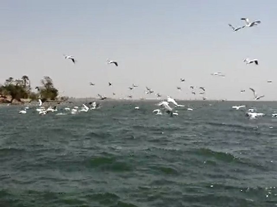MOV05707 ENVOL