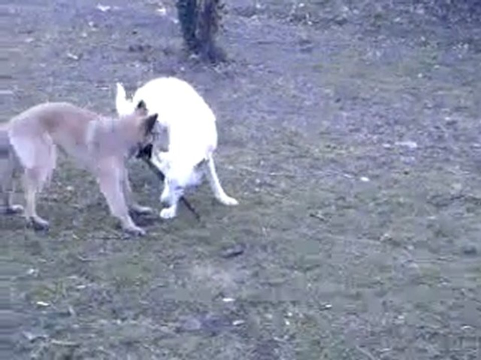 Sparrow et Eyden dans le parc !