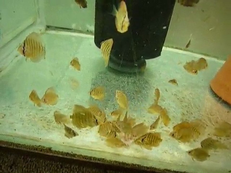 alevins penang 2 mois