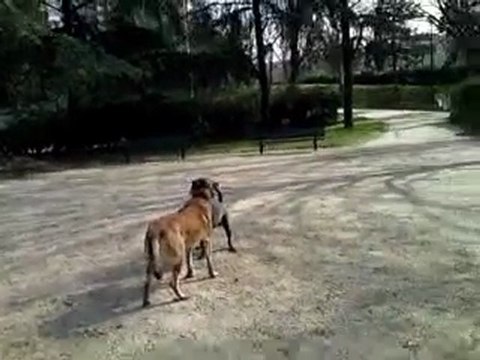 Mogwai découvre les plaisirs de la vie ! 16/03/2010