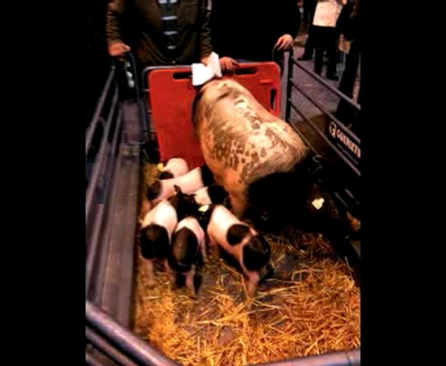 Salon de l'agriculture