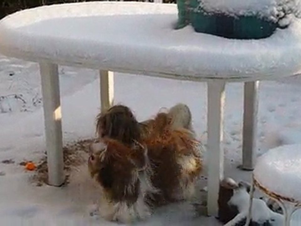 Shih dans la neige