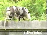 A Mother’s Balancing Act - PetTube.com