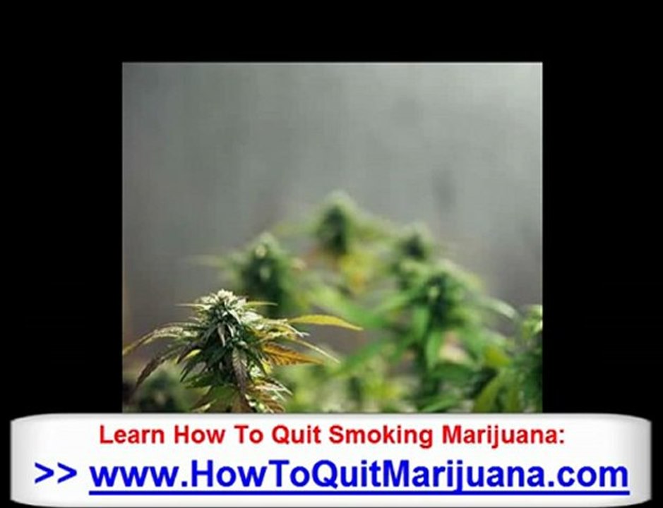 Medical Marijuana Addiction - How To Quit Smoking Weed &