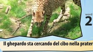 Learn Italian- Learn with Italian Big cats video