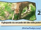 Learn Italian- Learn with Italian Big cats video