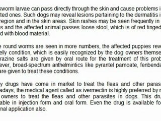 Common Health Problems Of Your Dog