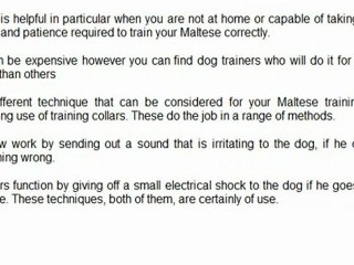 Effectively Training Your Maltese