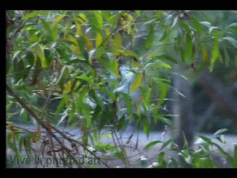 0314 week end a pattaya.wmv