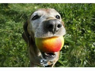 How To Stop Your Dog From Chewing Problem