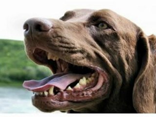 POSITIVE TRAINING FOR YOUR BARKING DOG