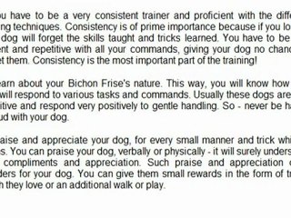 Tips For Bichon Frise Training