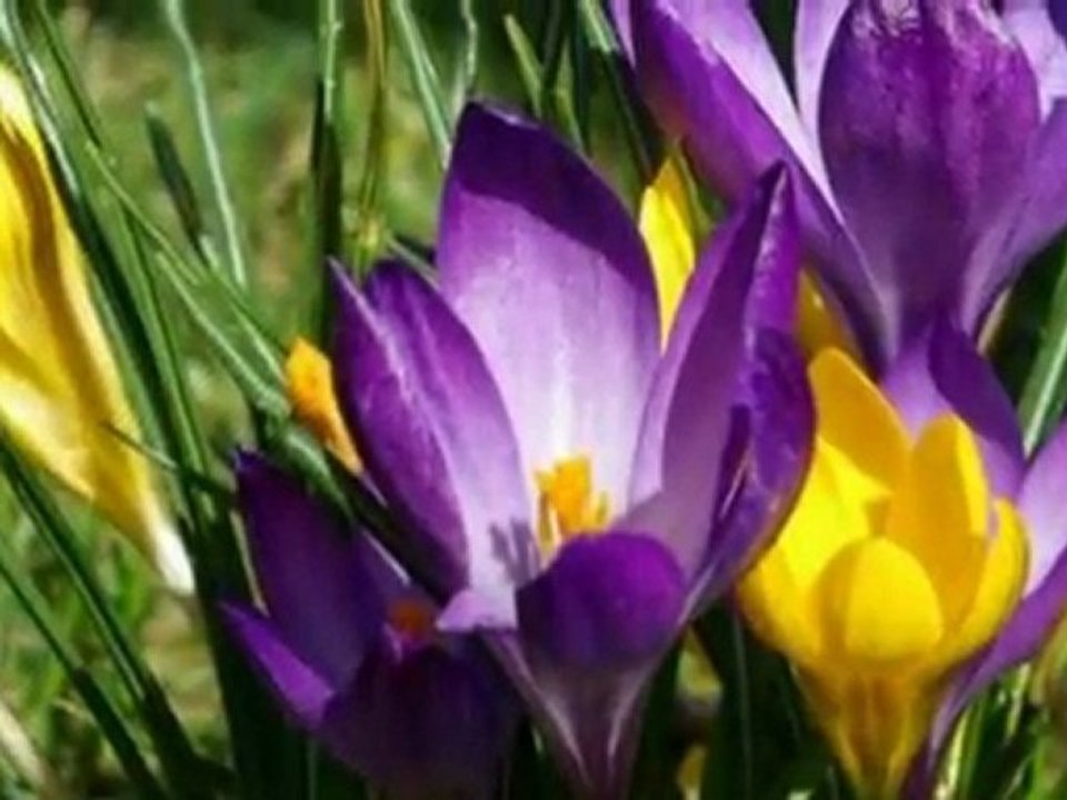 The colours of music