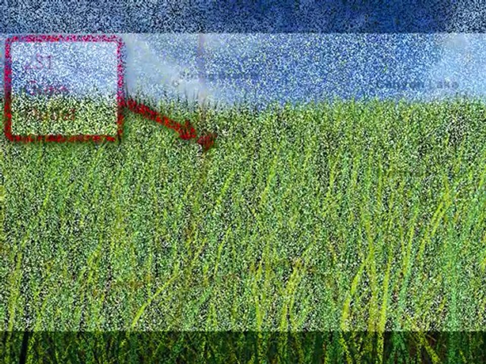 Grass / Lawn Sod, Zoysia, Bermuda, St. Augustine San Antoni