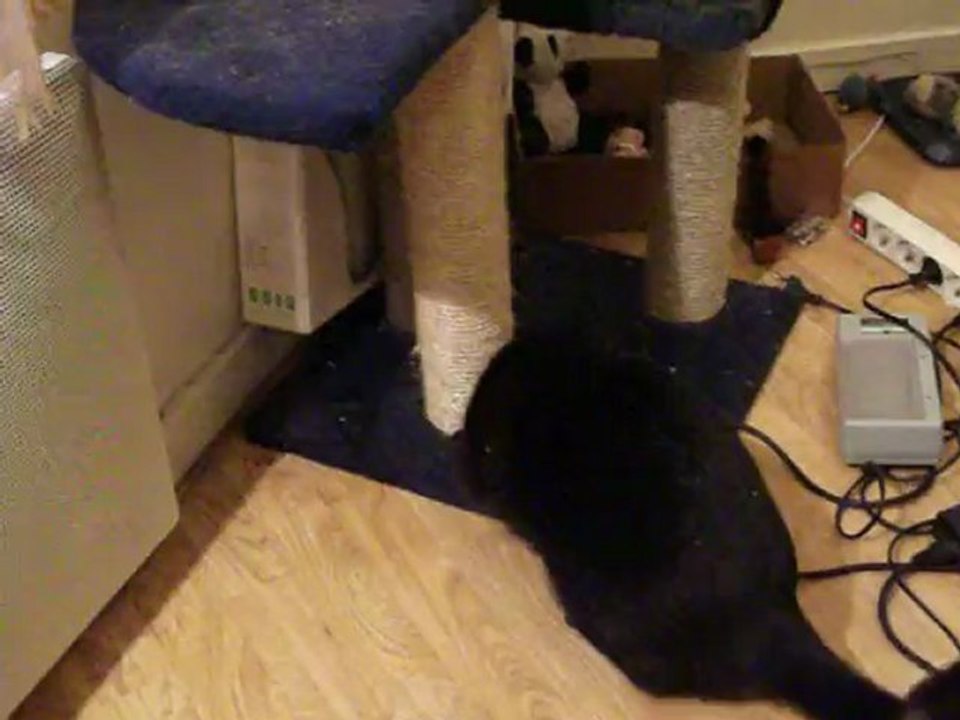 Kenzo et l'effet herbe à chat