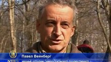Зубров выпускают на волю в Северной Осетии