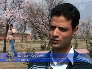 В индийском Кашмире цветёт миндаль