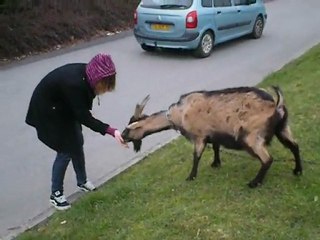 Eden n'a pas peur d'une biquette! L'iverse est faux ! :O