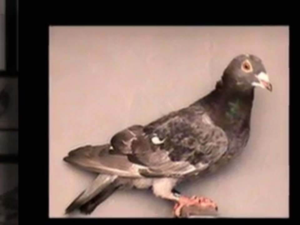 Pigeon Pals Racing Club StPatrick'sDay Results239