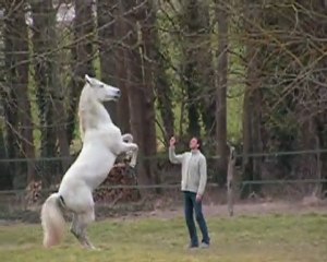 Gotero, cheval d'action et d'exception 2