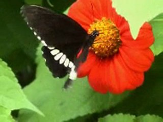 adjarnane de Bougaci le roi de la chanson comique kabyle