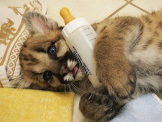 CUTEST Purring Cougar!