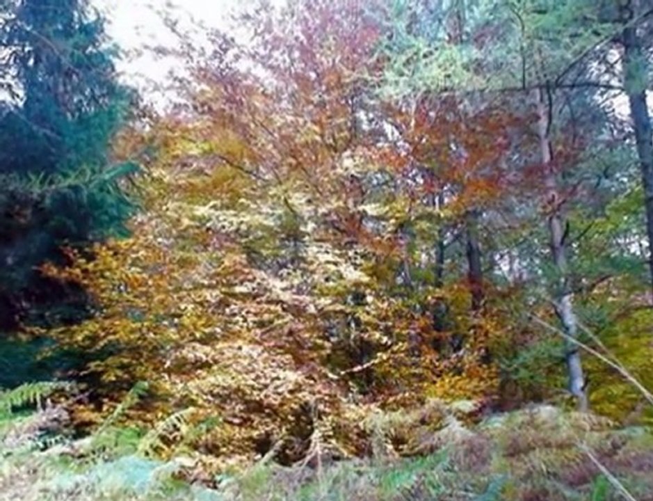 LA  FIN  DE  VIE  ET  LE  DEBUT  DE LA SURVIVANCE