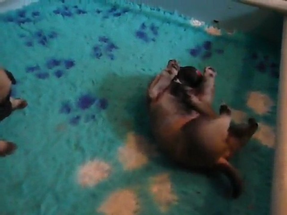 les carlins d'amour du temple ming kee