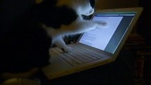 Defio's Cat works on computer and needs system support